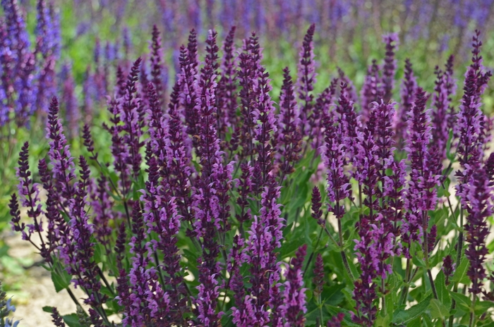 Bumbleberry Sage - Salvia from Bloomfield Garden Center Bumbleberry Sage - Salvia from Bloomfield Garden Center