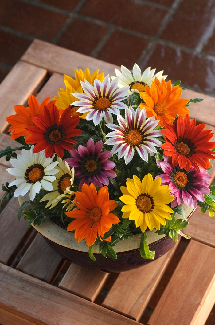 New Day® Mix - Gazania from Bloomfield Garden Center