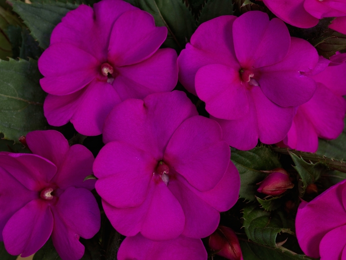 SunPatiens® Compact Purple - Impatiens - Sunpatiens from Bloomfield Garden Center