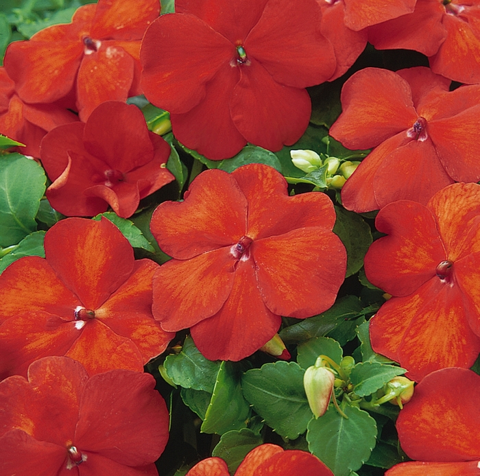 Super Elfin Bright Orange - Impatiens from Bloomfield Garden Center Super Elfin Bright Orange - Impatiens from Bloomfield Garden Center