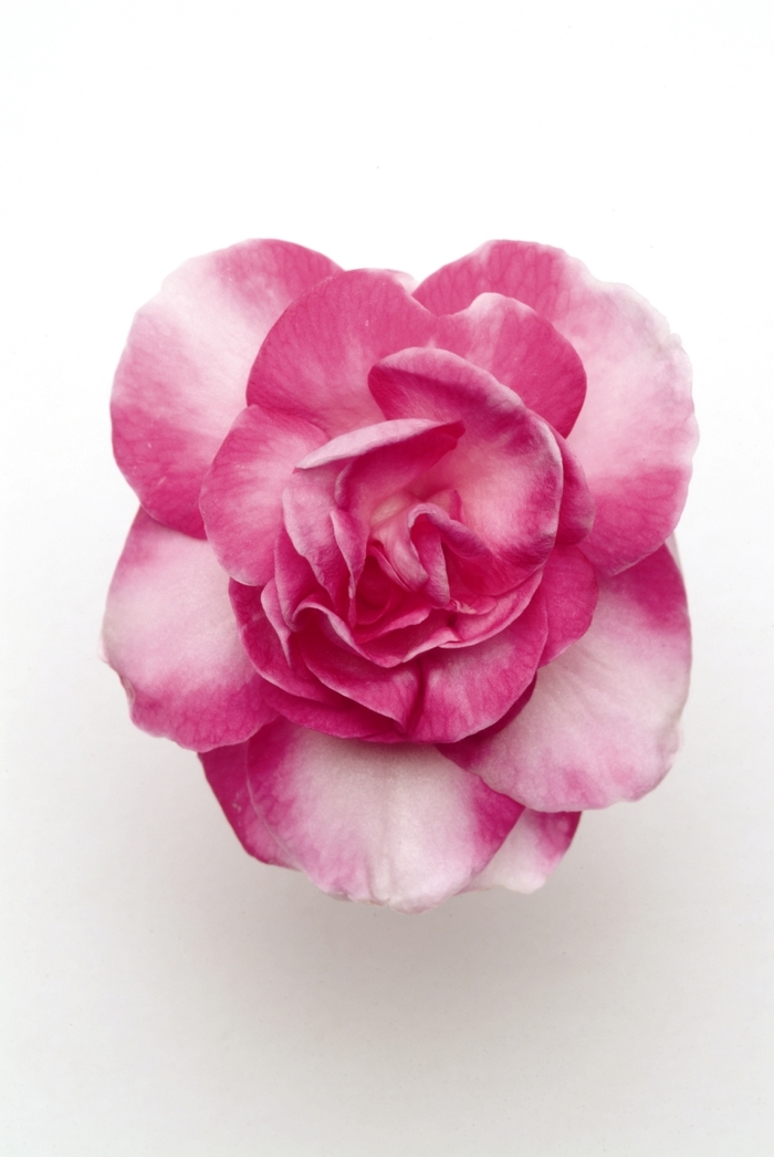 Fiesta™ 'Sparkler Hot Pink' - Impatiens walleriana from Bloomfield Garden Center Fiesta™ 'Sparkler Hot Pink' - Impatiens walleriana from Bloomfield Garden Center