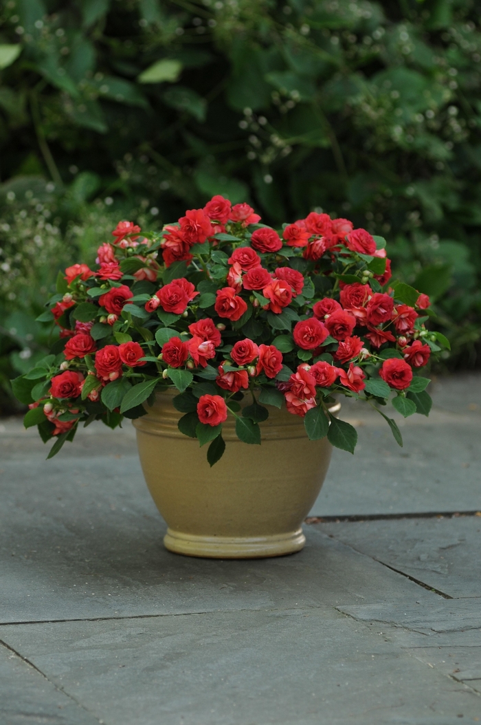Fiesta™ Sunrise Red Double Impatiens - Impatiens - Double from Bloomfield Garden Center Fiesta™ Sunrise Red Double Impatiens - Impatiens - Double from Bloomfield Garden Center