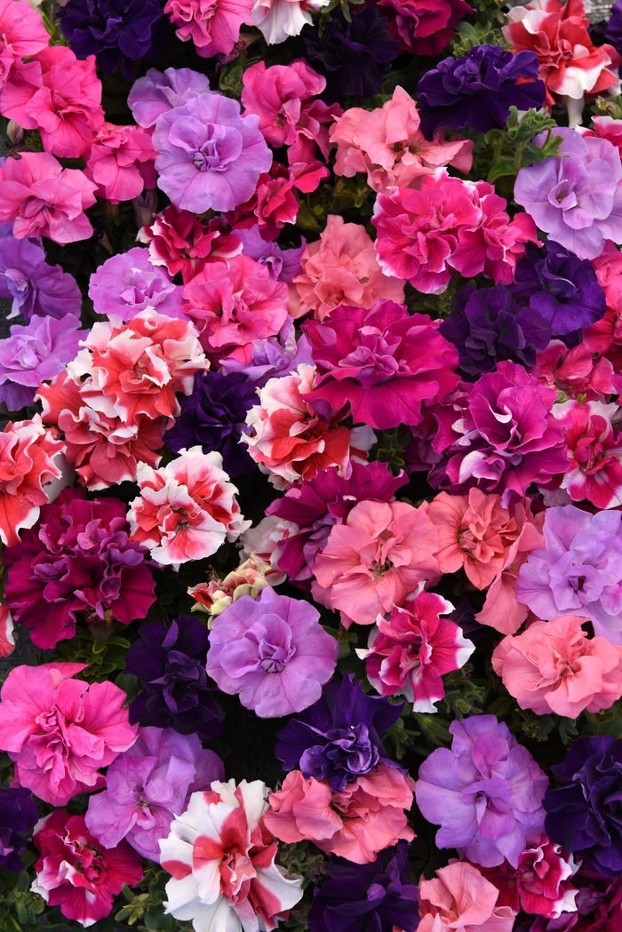 Double Madness Mix - Petunia from Bloomfield Garden Center