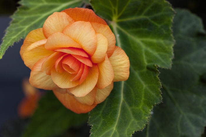 Illumination® Apricot Shades - Begonia x tuberhybrida from Bloomfield Garden Center