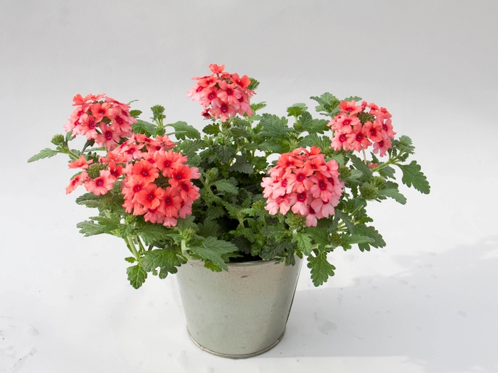 Lascar™ Mango Orange' - Verbena from Bloomfield Garden Center