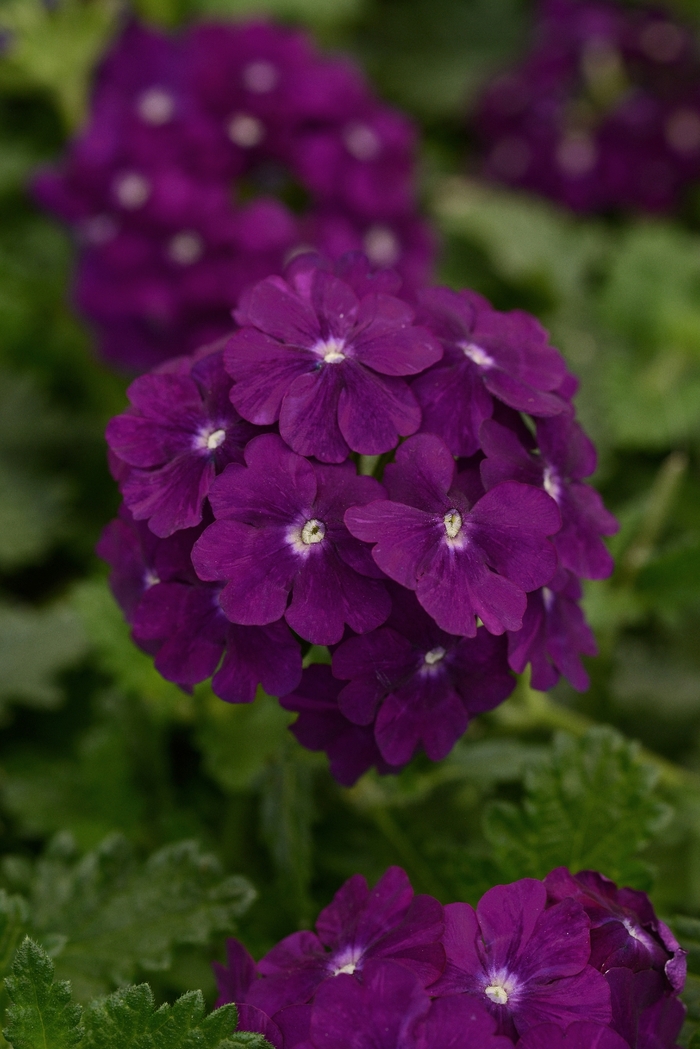 Firehouse™ Purple - Verbena peruviana from Bloomfield Garden Center