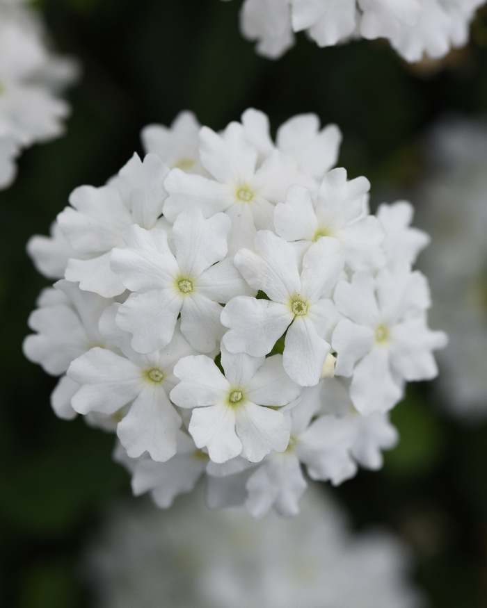 Firehouse™ White Improved - Verbena peruviana from Bloomfield Garden Center