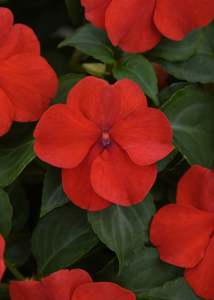 Beacon Bright Red - Impatiens from Bloomfield Garden Center