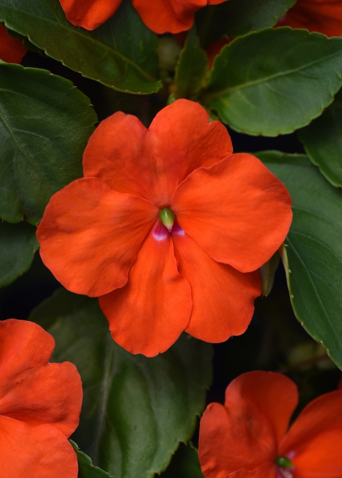 Beacon Orange - Impatiens from Bloomfield Garden Center