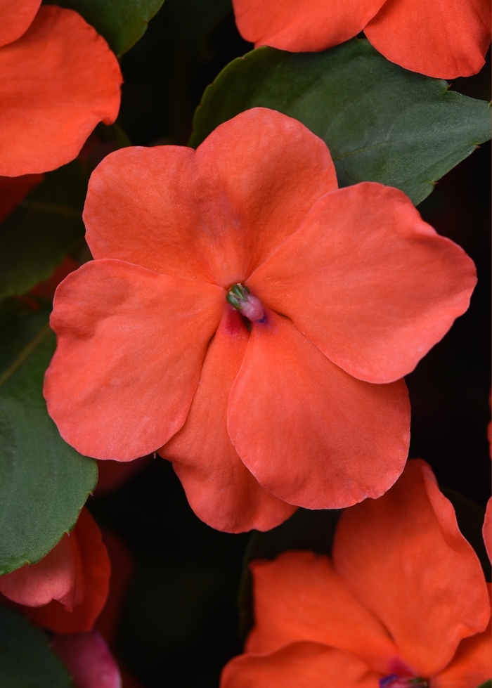 Beacon Salmon - Impatiens from Bloomfield Garden Center Beacon Salmon - Impatiens from Bloomfield Garden Center