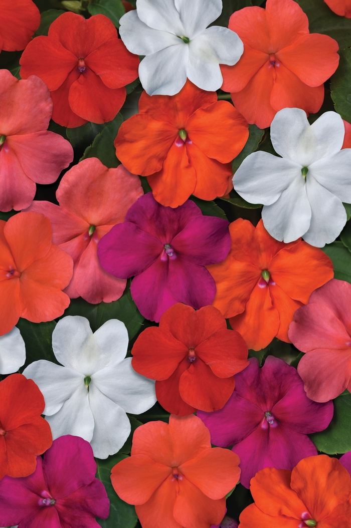 Beacon Select Mix - Impatiens from Bloomfield Garden Center
