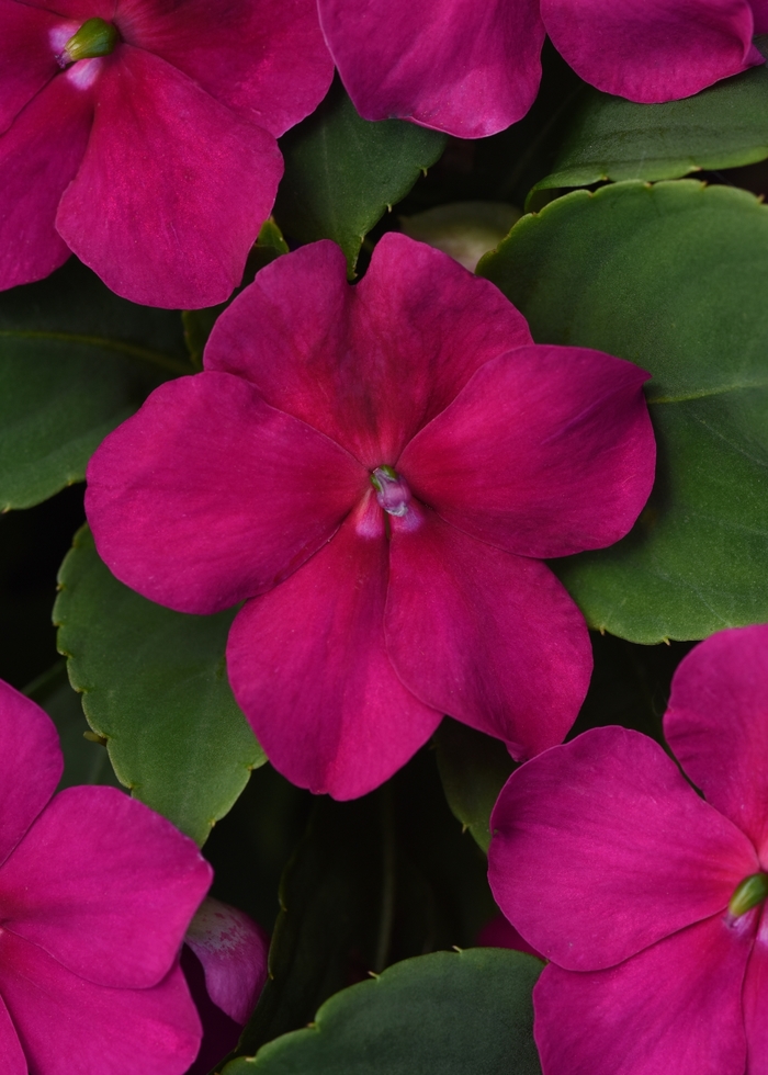 Beacon Violet Shades - Impatiens from Bloomfield Garden Center