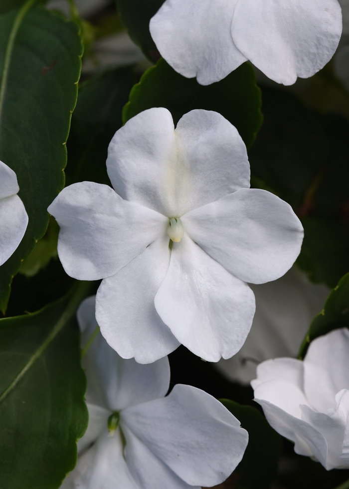 Beacon White - Impatiens from Bloomfield Garden Center