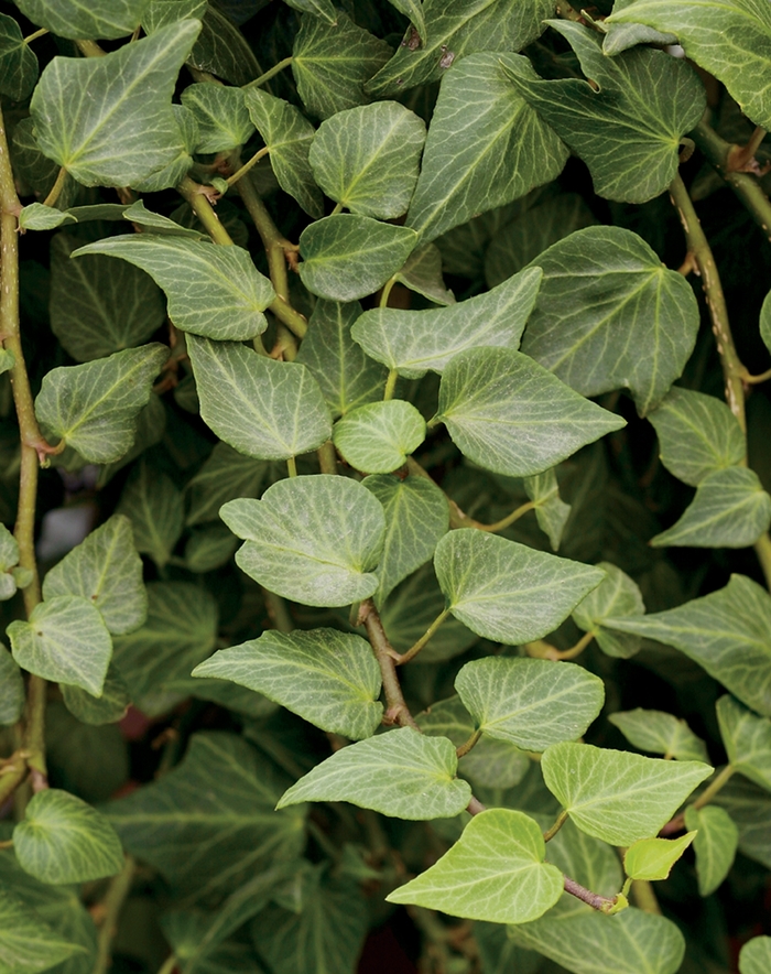 Teardrop - Hendera helix from Bloomfield Garden Center Teardrop - Hendera helix from Bloomfield Garden Center