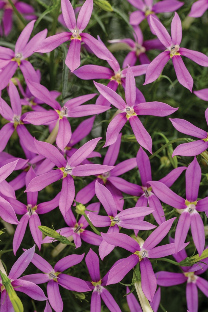 Patti's Pink™ - Isotoma axillaris from Bloomfield Garden Center Patti's Pink™ - Isotoma axillaris from Bloomfield Garden Center