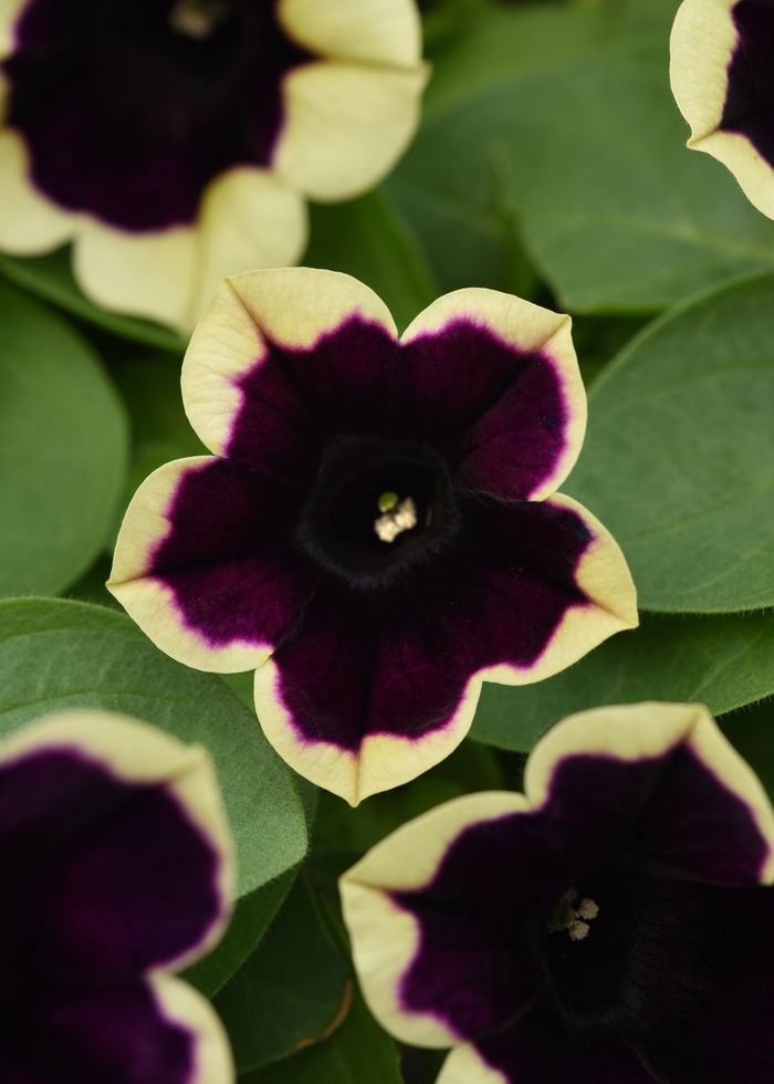 Headliner™ Dark Saturn - Petunia - Premium from Bloomfield Garden Center Headliner™ Dark Saturn - Petunia - Premium from Bloomfield Garden Center