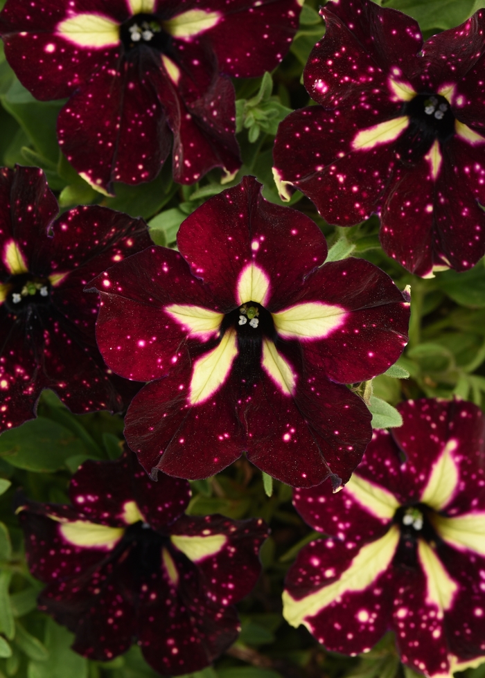 Headliner™ Starry Sky Burgundy - Petunia - Premium from Bloomfield Garden Center