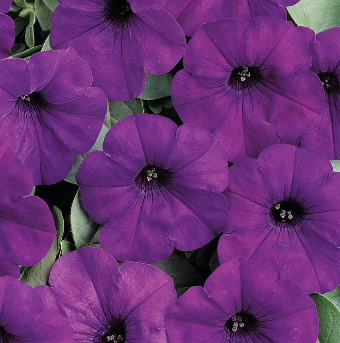 Easy Wave® Blue - Petunia - Easy Wave from Bloomfield Garden Center