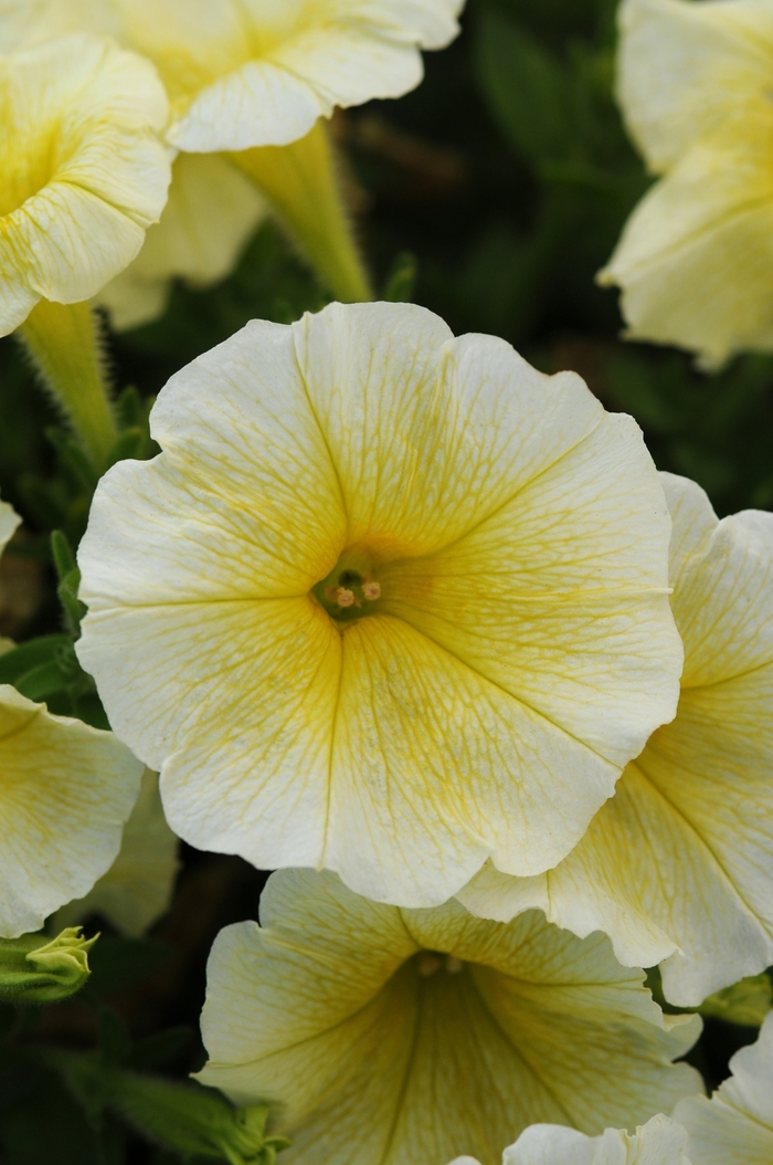 E3 Easy Wave® Yellow - Petunia - Easy Wave from Bloomfield Garden Center