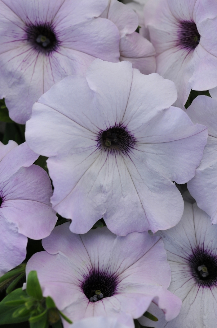 Easy Wave® Silver - Petunia - Easy Wave from Bloomfield Garden Center
