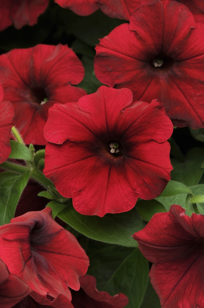 Easy Wave® Red Velour - Petunia - Easy Wave from Bloomfield Garden Center