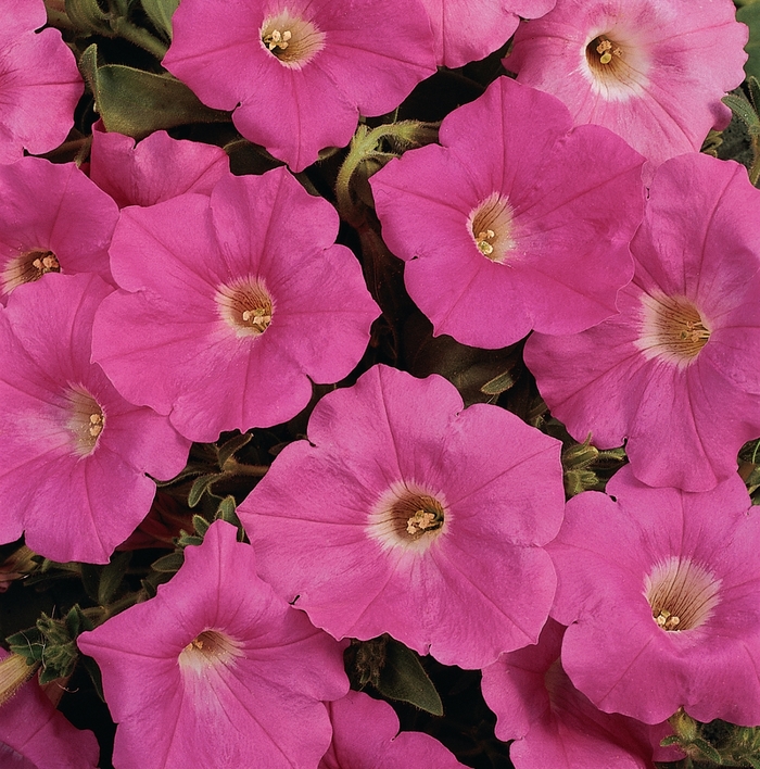 Easy Wave® Pink - Petunia - Easy Wave from Bloomfield Garden Center