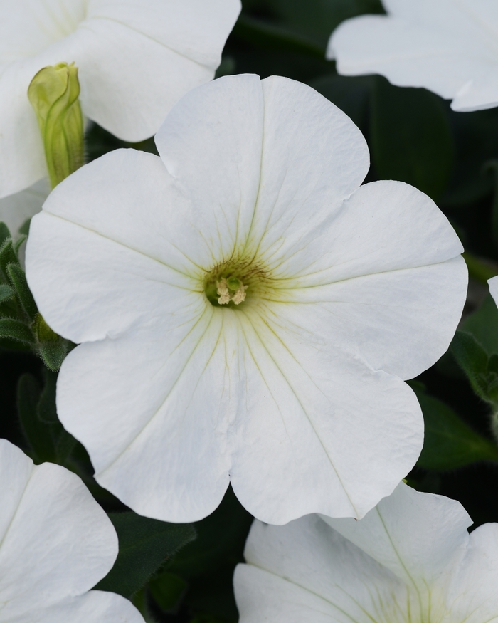 ColorBlitz™ Snowy White - Petunia - Premium from Bloomfield Garden Center ColorBlitz™ Snowy White - Petunia - Premium from Bloomfield Garden Center