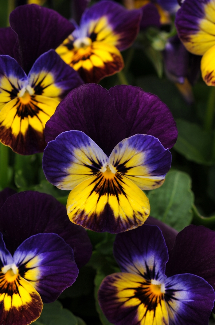 Sorbet® Midnight Glow - Viola from Bloomfield Garden Center Sorbet® Midnight Glow - Viola from Bloomfield Garden Center