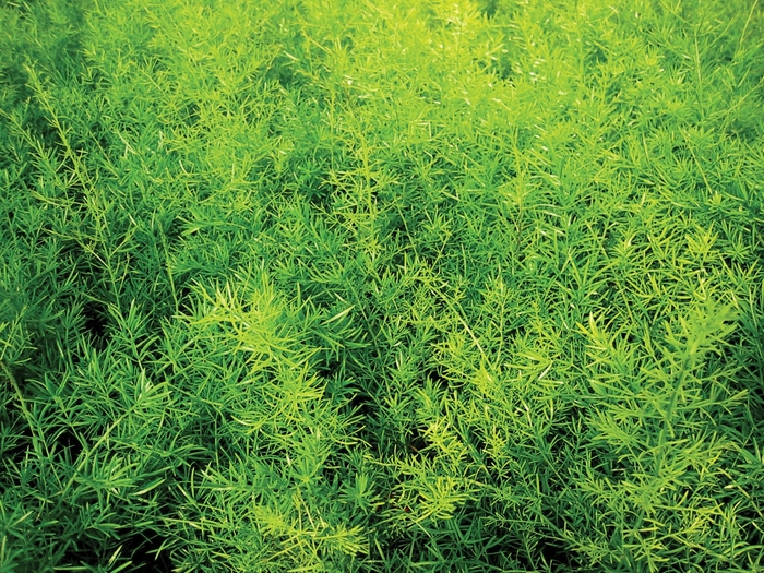 Sprengeri - Asparagus densiflorus from Bloomfield Garden Center Sprengeri - Asparagus densiflorus from Bloomfield Garden Center
