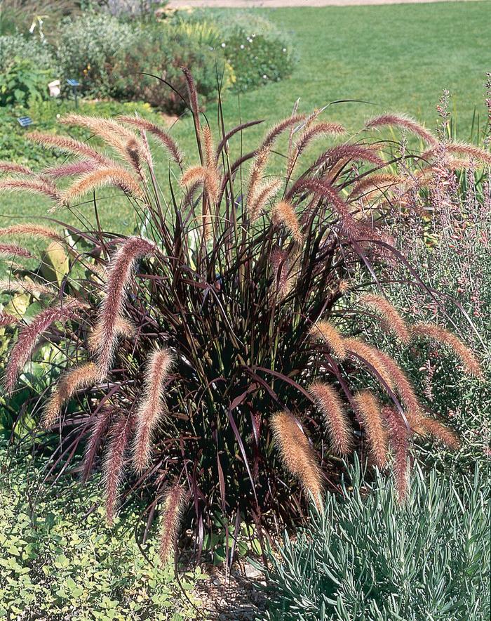 Purple Fountain Grass - Pennisetum setaceum rubrum from Bloomfield Garden Center