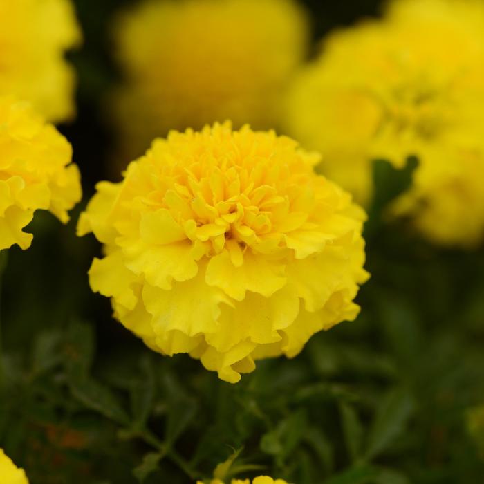 Hot Pak™ Yellow - Marigold - French from Bloomfield Garden Center