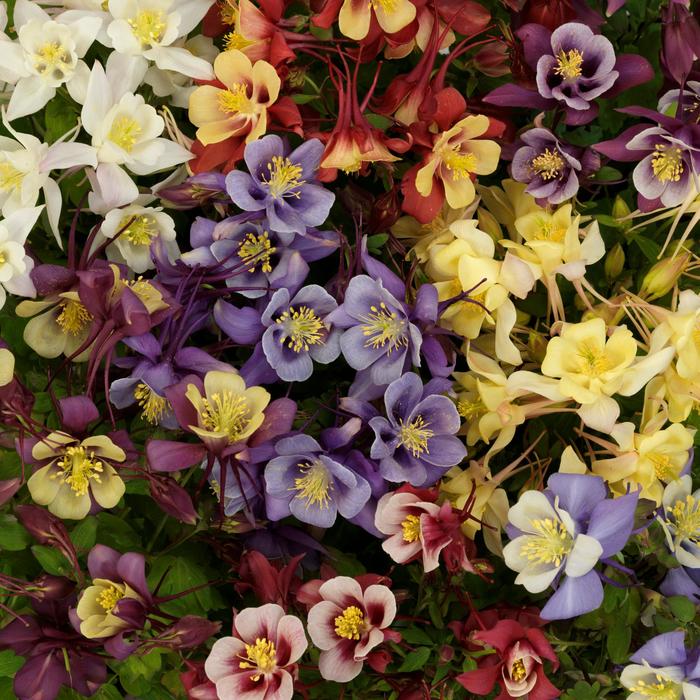 Earlybird Mix - Aquilegia Columbine from Bloomfield Garden Center Earlybird Mix - Aquilegia Columbine from Bloomfield Garden Center