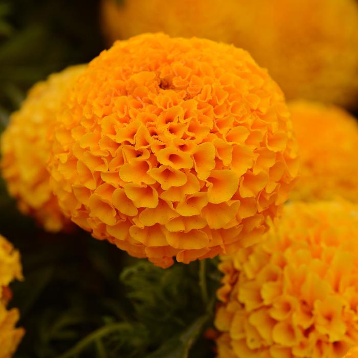 Taishan Orange - Marigold - African from Bloomfield Garden Center Taishan Orange - Marigold - African from Bloomfield Garden Center