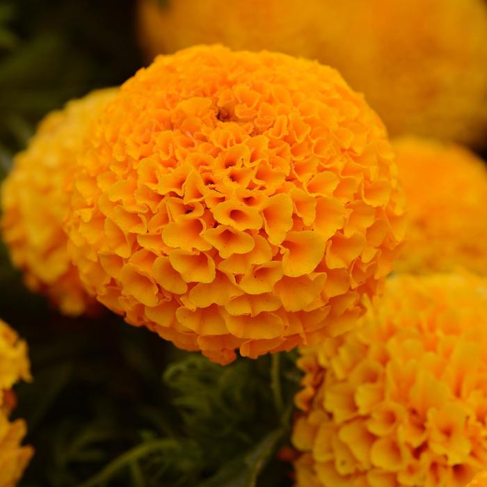 Marigold - African | Taishan Orange | Bloomfield Garden Center