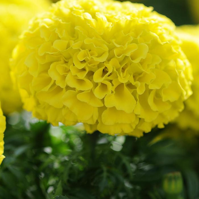 Taishan Yellow - Marigold - African from Bloomfield Garden Center