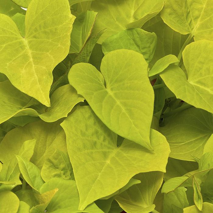 Sidekick™ Lime Heart - Ipomoea batatas from Bloomfield Garden Center