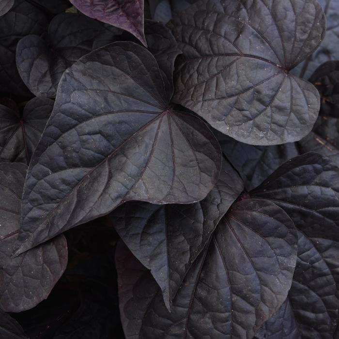 SolarPower™ Black Heart - Ipomoea batatas from Bloomfield Garden Center SolarPower™ Black Heart - Ipomoea batatas from Bloomfield Garden Center
