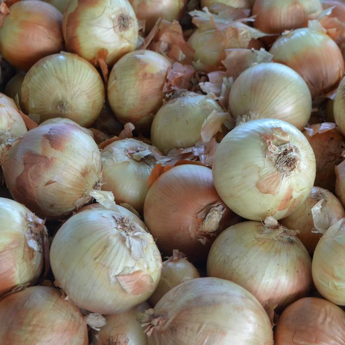 Yellow Sweet Spanish - Onion - Allium cepa from Bloomfield Garden Center