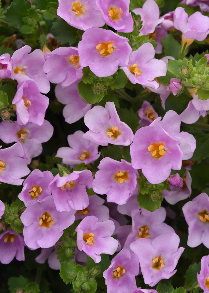 Versa™ Pink Shine - Bacopa from Bloomfield Garden Center Versa™ Pink Shine - Bacopa from Bloomfield Garden Center