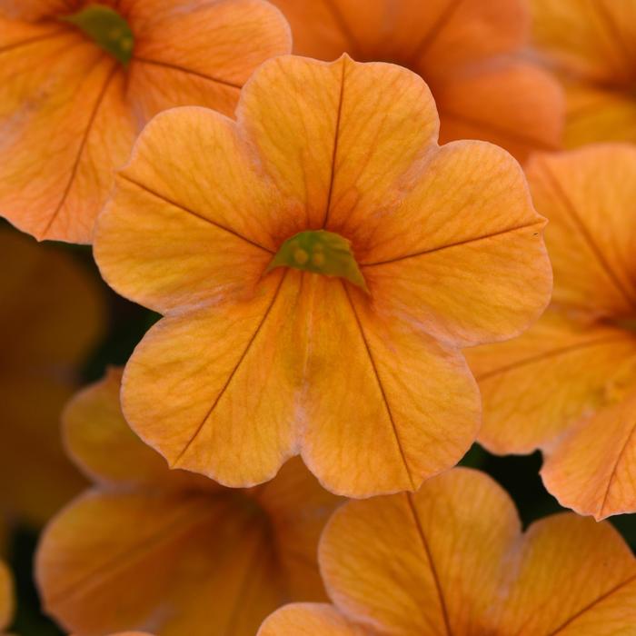 Cha-Cha™ 'Tangerine' - Calibrachoa from Bloomfield Garden Center Cha-Cha™ 'Tangerine' - Calibrachoa from Bloomfield Garden Center