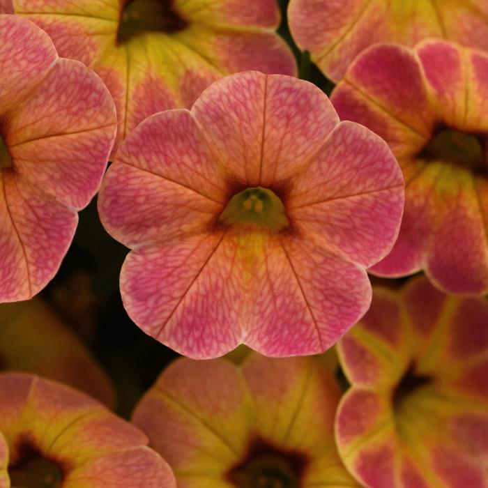 Cha-Cha™ Diva Apricot - Calibrachoa hybrida from Bloomfield Garden Center Cha-Cha™ Diva Apricot - Calibrachoa hybrida from Bloomfield Garden Center