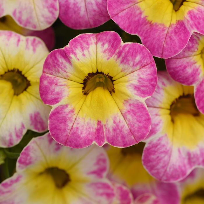 Cha-Cha™ Diva Hot Pink - Calibrachoa from Bloomfield Garden Center Cha-Cha™ Diva Hot Pink - Calibrachoa from Bloomfield Garden Center