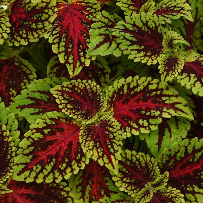 Charged Up Dragon Heart - Coleus from Bloomfield Garden Center