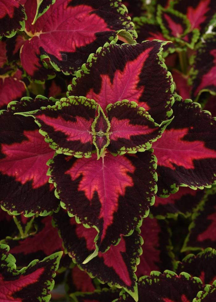 Ignite Heartbreaker - Coleus from Bloomfield Garden Center