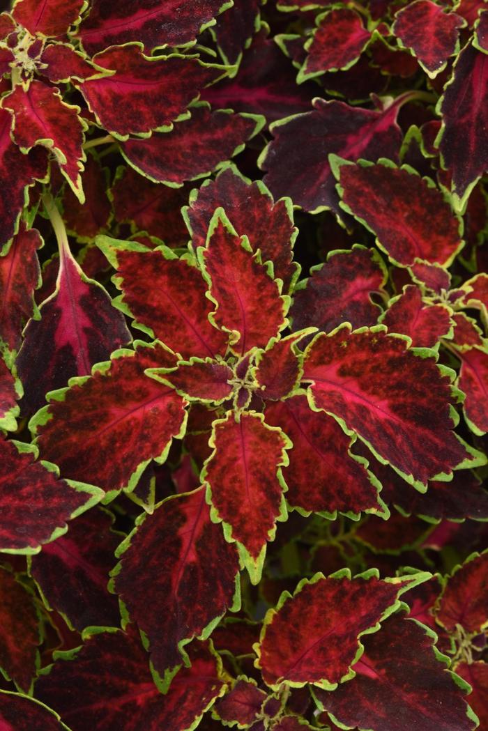 Party Time™ 'Ruby Punch' - Coleus from Bloomfield Garden Center