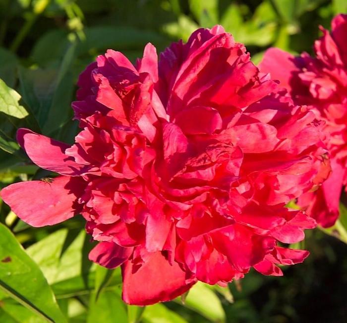 Ardith Jane - Paeonia hybrid from Bloomfield Garden Center Ardith Jane - Paeonia hybrid from Bloomfield Garden Center