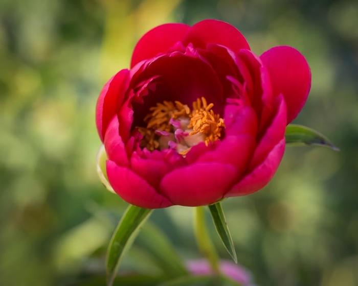 Okinawa - Paeonia hybrid from Bloomfield Garden Center Okinawa - Paeonia hybrid from Bloomfield Garden Center