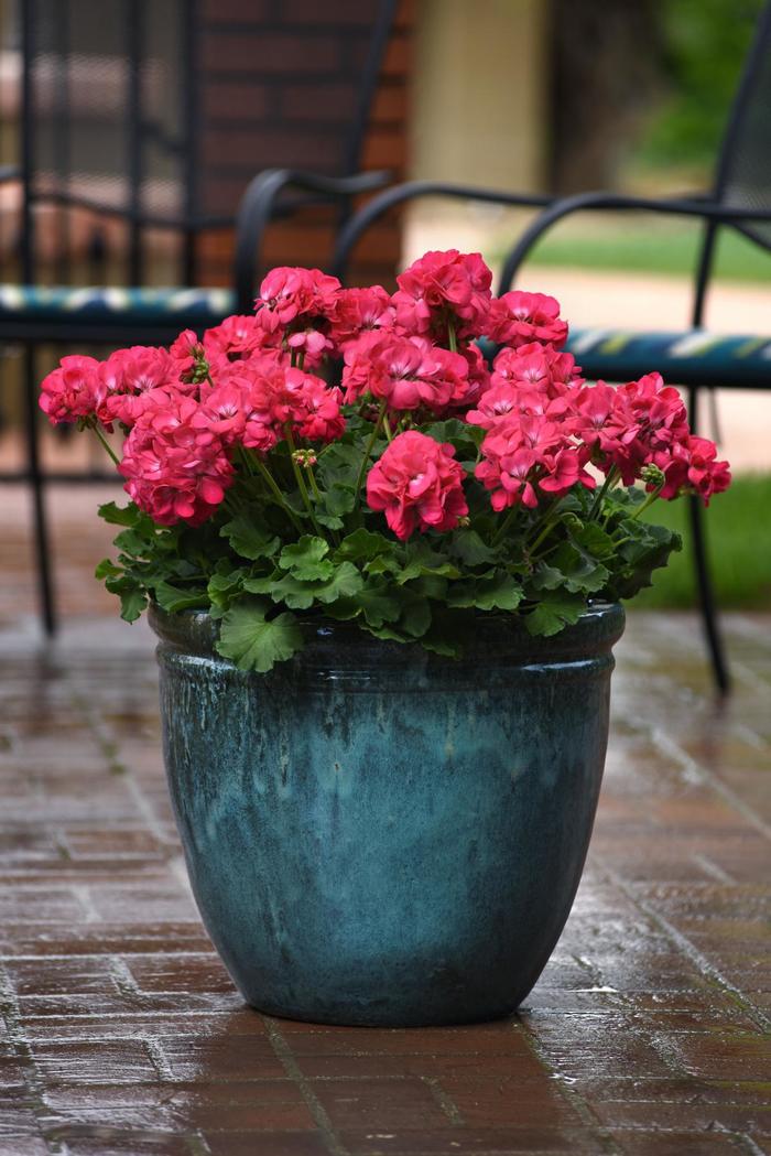Galaxy™ Watermelon - Geranium - Zonal from Bloomfield Garden Center Galaxy™ Watermelon - Geranium - Zonal from Bloomfield Garden Center