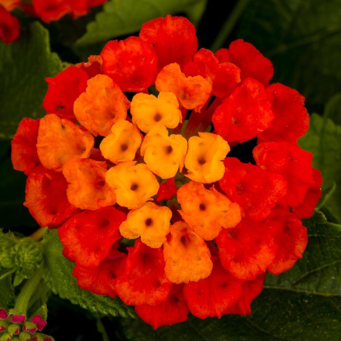 Hot Blooded™ Red - Lantana from Bloomfield Garden Center