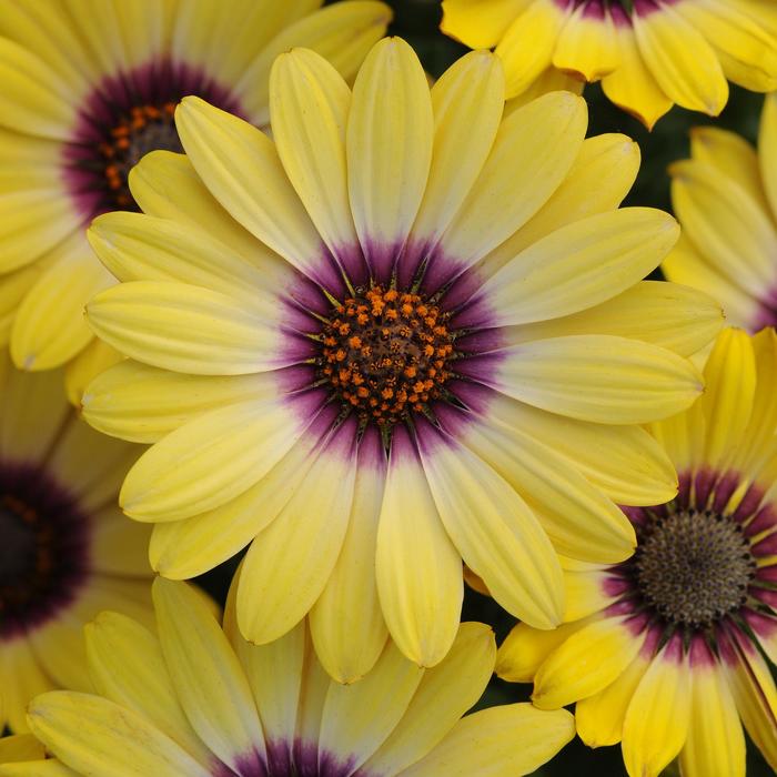 Blue Eyed Beauty - Osteospermum from Bloomfield Garden Center